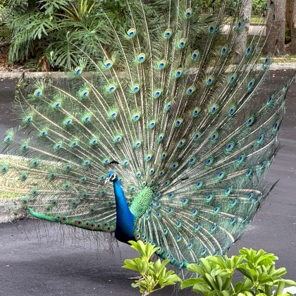 A peacock, one of the resident wildlife on the Hi-Tunes Studio property in Boca Raton